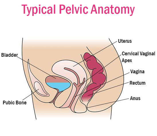 pelvic anatomy